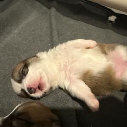 Yellow - Red female Pembroke Welsh Corgi puppy in New York, New York from Ad Astra NYC