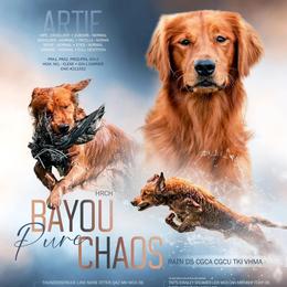 Artie - Golden Retriever