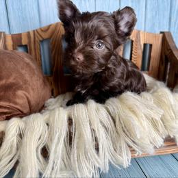 Winston - Liver male Yorkshire Terrier puppy in Tulsa, Oklahoma from Conns Cuddly Canines