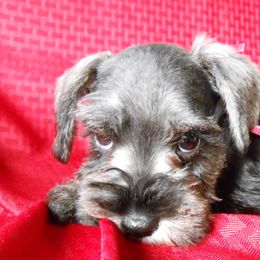 "Female Miniature Schnauzer puppy" Miniature Schnauzer Puppies from PJ's Miniature Schnauzers