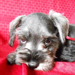 "Female Miniature Schnauzer puppy" Miniature Schnauzer Puppies from PJ's Miniature Schnauzers