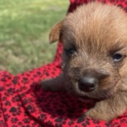 Miniature Schnauzers and Norwich Terriers from Ranch 4M