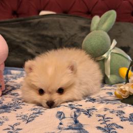 Oliver - Cream parti male Pomeranian puppy in Tampa, St Petersburg, Florida from Diana's Pomeranians