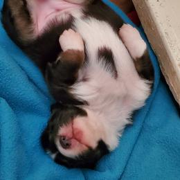Australian Shepherd Puppies from Bur Oak Aussie's
