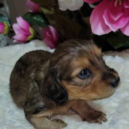 Dachshund Puppies from CLARK'S BREEDING PROGRAM