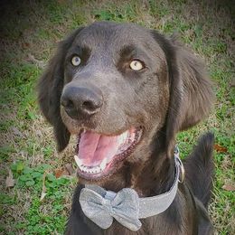 Mr Bond - Weimaraner