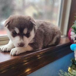 Girl 1 - Brown and white female Siberian Husky puppy in Jonesboro, Arkansas from L & A Animal House Siberian Huskies