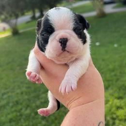 Tyson - Black brindle and white male Boston Terrier puppy in Powell, Tennessee from KP Pugs & Boston Terriers