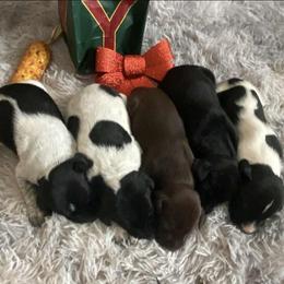 Girl 2 - Liver female German Shorthaired Pointer puppy in Laporte, Minnesota from Northern Odyssey Gun Dogs