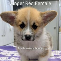 Ginger Red and white Female - Red female Pembroke Welsh Corgi puppy in Franklin, Indiana from 4 Sail Quarter Horses and Hounds