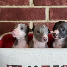 Boston Terrier and Italian Greyhound Puppies from 4Ever Boston Terriers & Italian Greyhounds