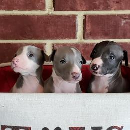 Boston Terrier and Italian Greyhound Puppies from 4Ever Boston Terriers & Italian Greyhounds