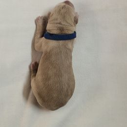 Dilute Retriever and Labrador Retriever Puppies from LC Hunting Labs, LLC.