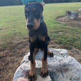 Girl 1 - Doberman Pinscher puppy in Pittsboro, North Carolina from Macaco’s