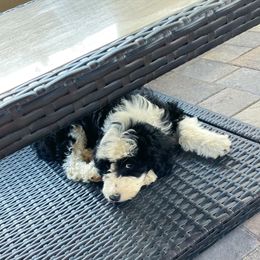 Sheepadoodle Puppies from Sunflower Family Farms
