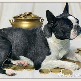 Pepsi - Boston Terrier