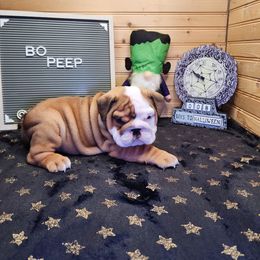 Bo Peep - Red and white female Bulldog puppy in Hillsdale County, Michigan from KZ Bullies LLC