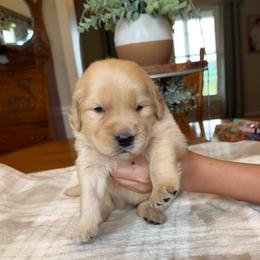 Green boy - Golden male Golden Retriever puppy in Macy, Indiana from Macy Golden Meadows