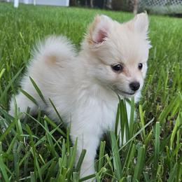 Malina - Cream female Pomeranian puppy in Jacksonville, Florida from Mannimal Farm