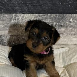 Girl 1 - Blue and tan female Australian Terrier puppy in Peoria, Illinois from Djinda Australian Terriers