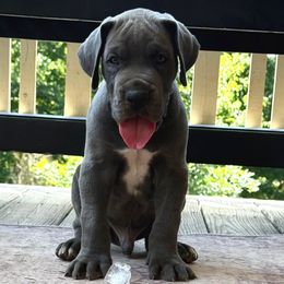 Duck - Blue male Great Dane puppy in Woodstock, Georgia from Diamond Danes of Atlanta