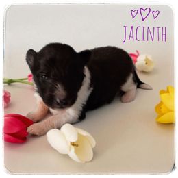 Jacinth - Black and white female Shetland Sheepdog puppy in Minnesota from Sheltie Puppies