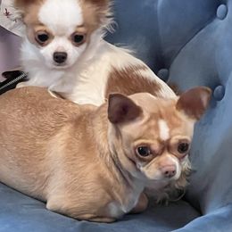 Chihuahua Puppies from Seaside Chihuahuas LLC