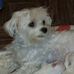Zoey - Maltese