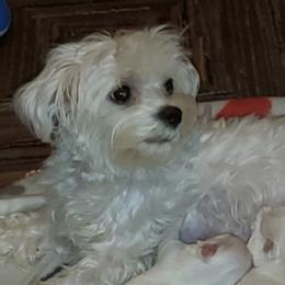 Zoey - Maltese
