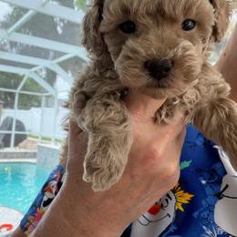 Jane apricot - Apricot male Poodle puppy in Haines City, Florida from Camic Cockapoos