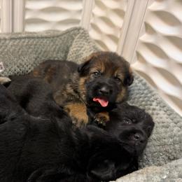 Alaska - Sable female German Shepherd puppy in Pittsburg, New Hampshire from Vom Grenze Stadt German Shepherd Dogs