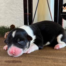 Coco - Black and tan female Pembroke Welsh Corgi puppy in Muldrow, Oklahoma from Dean’s Rustic Ranch Corgis and Horses