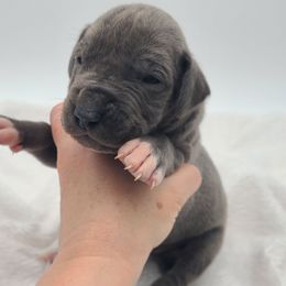 Roman - Blue male Great Dane puppy in Kannapolis, North Carolina from Carolina Great Danes & Toy Poodles