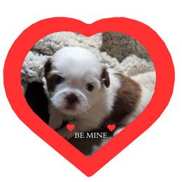 Cubby - Liver and white male Shih Tzu puppy in Parma, Idaho from SuLynnes Shih Tzus
