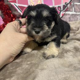 Stella - Black and silver female Miniature Schnauzer puppy in Lufkin, Texas from C&K’s Schnauzer House
