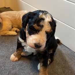Boy 1 - Tri-color male Bernedoodle puppy in Surprise, Arizona from Huckleberry Doodles