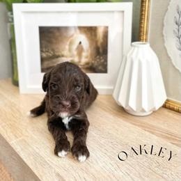 Oakley - Chocolate male Australian Labradoodle puppy in Palmdale, California from Heavenly Doodles