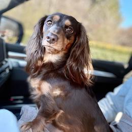 Maggie - Dachshund