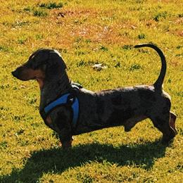 Dachshunds from CasadeWeens