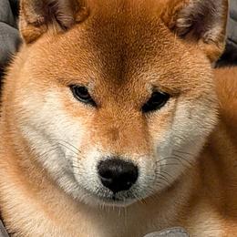 Shiba Inu from Libertas Ultima