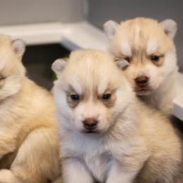 Siberian Husky Puppies from North River Siberians