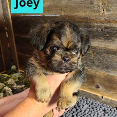 Brussels Griffon Puppies from Rhonda Miller's Bussels Griffon