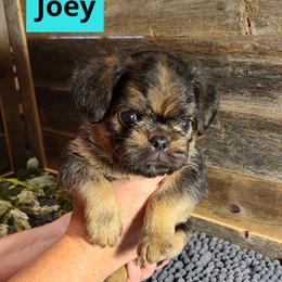 Brussels Griffon Puppies from Rhonda Miller's Bussels Griffon