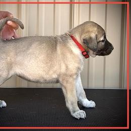 Red - Fawn female Anatolian Shepherd Dog puppy in Clark, Wyoming from Fyne Acres