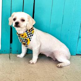 Bizzy - Shih Tzu