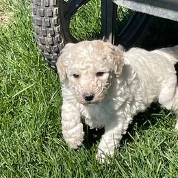 Starla - Cream female Labradoodle puppy in Craig, Nebraska from Top Knot Companions Poodles and Labradoodles