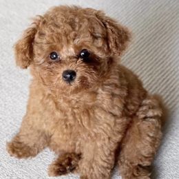 Poodles from Shakilla's Toy Poodles