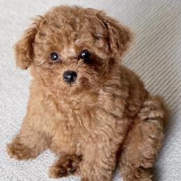 Poodles from Shakilla's Toy Poodles