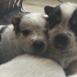 Australian Cattle Dog Puppies from Diamond Falls Cattle Dogs