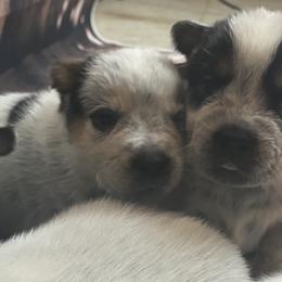 Australian Cattle Dog Puppies from Diamond Falls Cattle Dogs